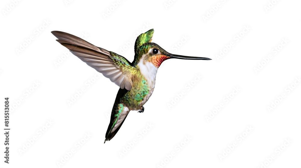 Fototapeta premium Photo of hummingbird on transparent background