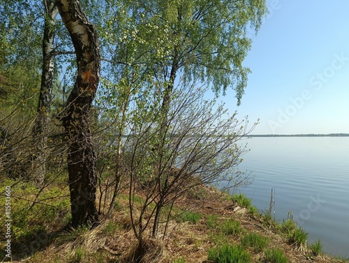 Rekyva forest and lake during sunny summer day. Pine and birch tree woodland. Wavy lake. Bushes and small trees are growing in woods. Sunny day without clouds in blue sky. Nature. Rekyvos miskas.	 photo