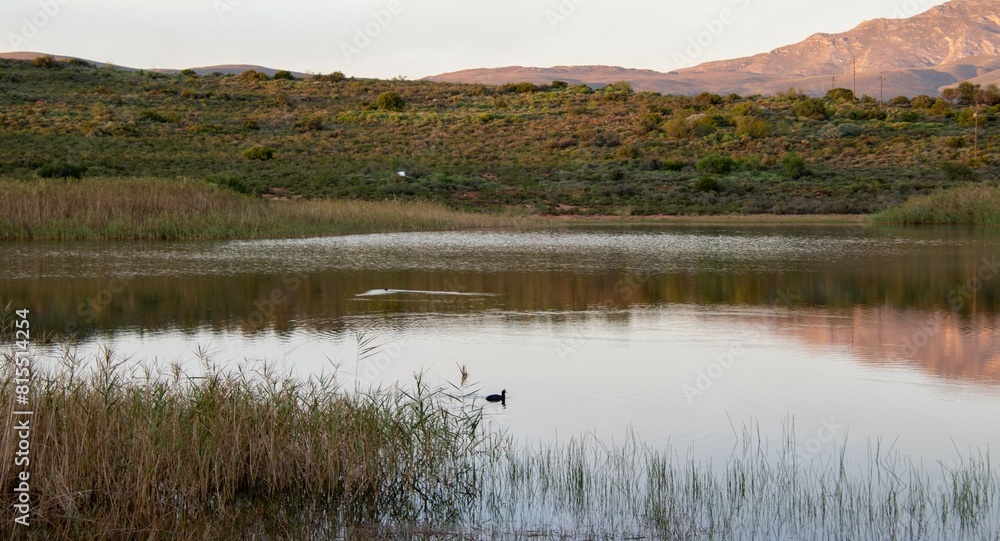 A farm dam in the countryside with waterfowl swimming around image in horizontal format A farm dam in the countryside with waterfowl swimming around image in horizontal format