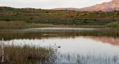 A farm dam in the countryside with waterfowl swimming around image in horizontal format