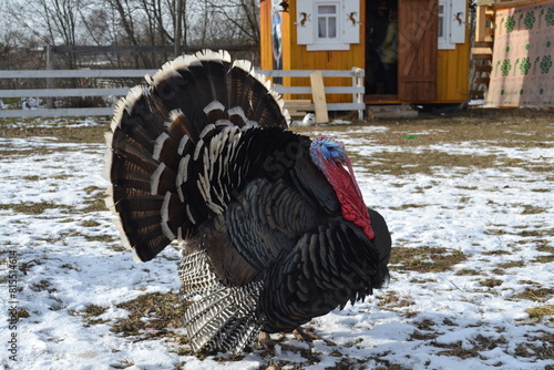 Big turkey on the farm