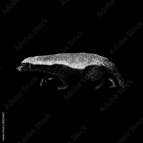 Honey Badger hand drawing vector isolated on black background. photo