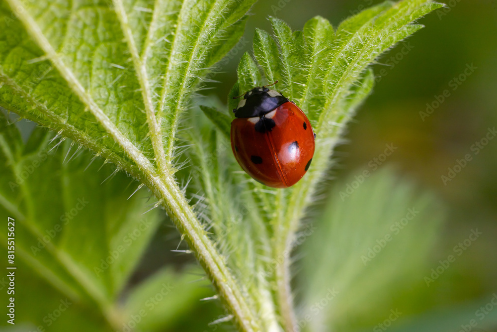 Fototapeta premium Closeup on the colorful seven-spot ladybird, Coccinella septempunctata on a green leaf in the garden