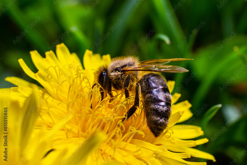A bee collects pollen near a flower. A bee flies over a flower in a blur background A bee collects pollen near a flower. A bee flies over a flower in a blur background