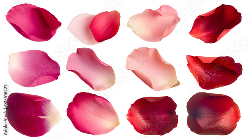 Set of rose petals in various shades from soft pink to deep red, showcasing texture and natural gradient