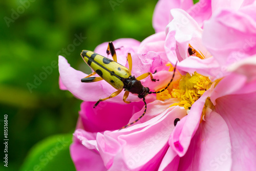 Closeup on a Spotted longhorn beetle, Leptura maculata on the pink flower, Daucus carota photo