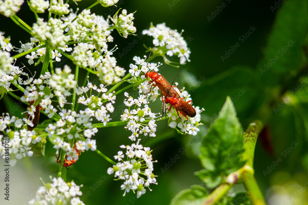 Fototapeta premium Common red soldier beetle Rhagonycha fulva
