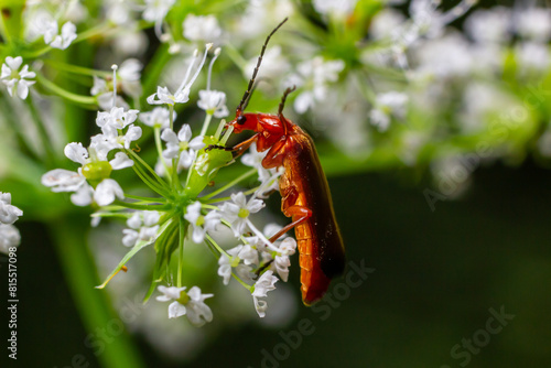Common red soldier beetle Rhagonycha fulva photo