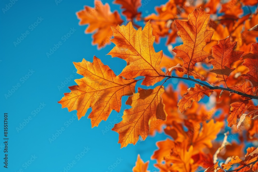 Oak Tree in Autumn: Vibrant orange leaves against a clear blue sky. Oak Tree in Autumn: Vibrant orange leaves against a clear blue sky.