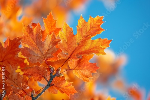 Oak Tree in Autumn  Vibrant orange leaves against a clear blue sky.