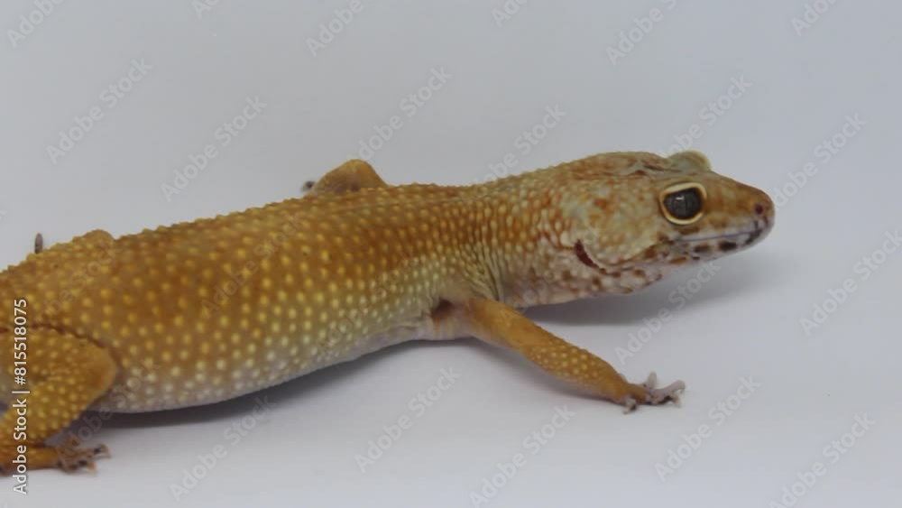 Cute and adorable leopard gecko with morph schtct Tremper on isolated white background. Cute and adorable leopard gecko with morph schtct Tremper on isolated white background.
