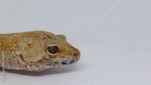 Cute and adorable leopard gecko with morph schtct Tremper on isolated white background. photo