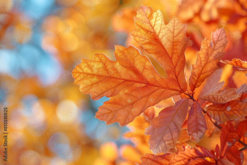 Oak Tree in Autumn: Vibrant orange leaves against a clear blue sky. Oak Tree in Autumn: Vibrant orange leaves against a clear blue sky.