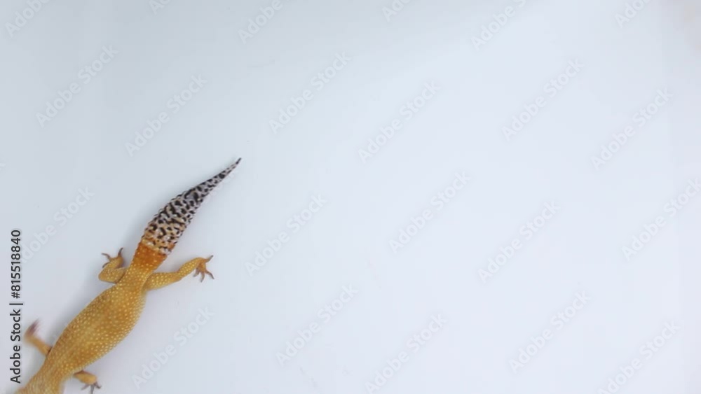 Cute and adorable leopard gecko with morph schtct Tremper on isolated white background. Cute and adorable leopard gecko with morph schtct Tremper on isolated white background.
