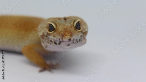 Cute and adorable leopard gecko with morph schtct Tremper on isolated white background. photo