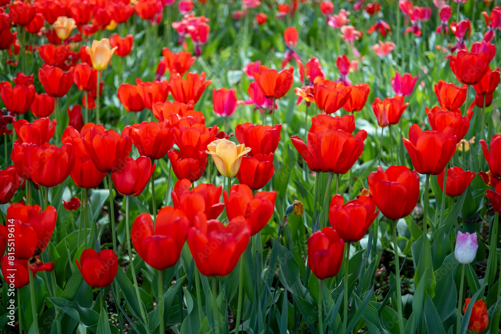 Natural natural background with bright red tulips. Natural natural background with bright red tulips.