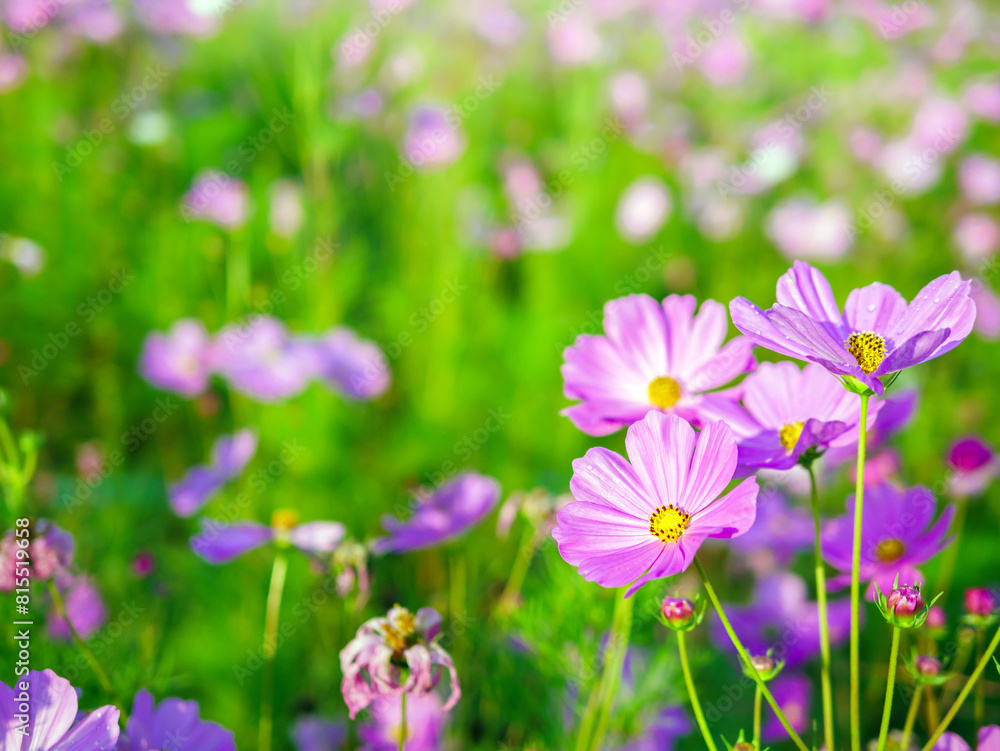 Close-up of beautiful cosmos flowers at cosmos field in moring sunlight. amazing of close-up of cosmos flower. nature flower background. Close-up of beautiful cosmos flowers at cosmos field in moring sunlight. amazing of close-up of cosmos flower. nature flower background.