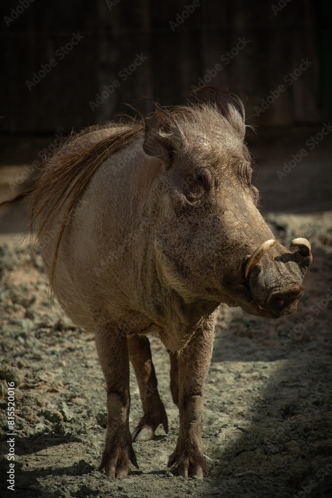 Warthog is digging the earth in the African savannah, Warthog is digging the earth in the African savannah,