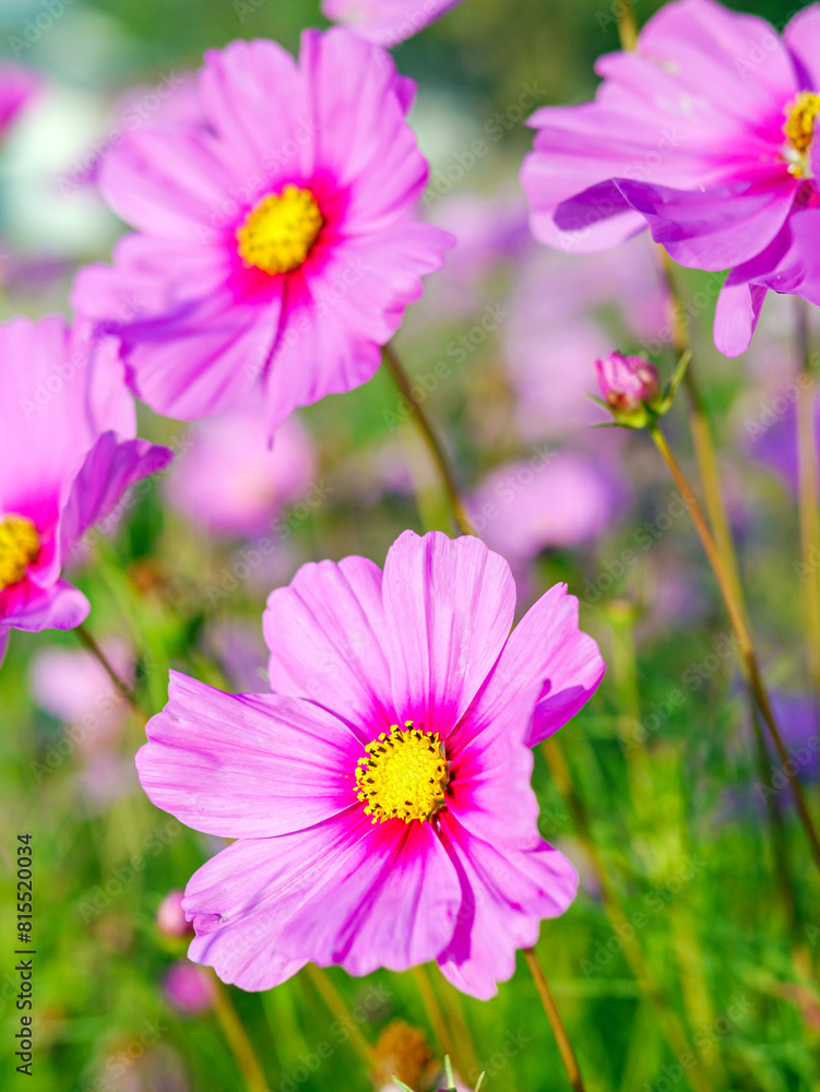 Close-up of beautiful cosmos flowers at cosmos field in moring sunlight. amazing of close-up of cosmos flower. nature flower background. Close-up of beautiful cosmos flowers at cosmos field in moring sunlight. amazing of close-up of cosmos flower. nature flower background.