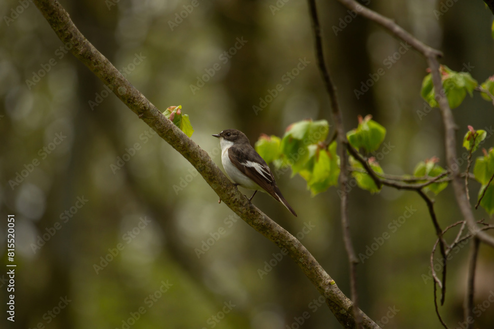 black and white european pied flycatcher black and white european pied flycatcher