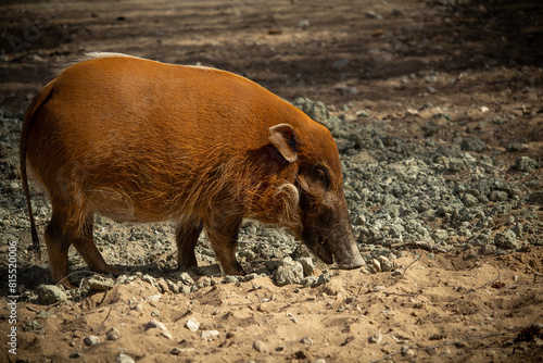 Red river hog (Potamochoerus porcus) or bush pig. photo