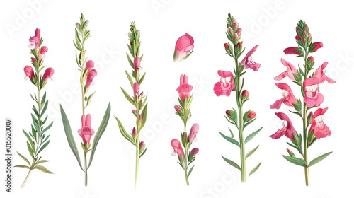 Set of snapdragon elements including snapdragon flowers  buds  petals  and leaves