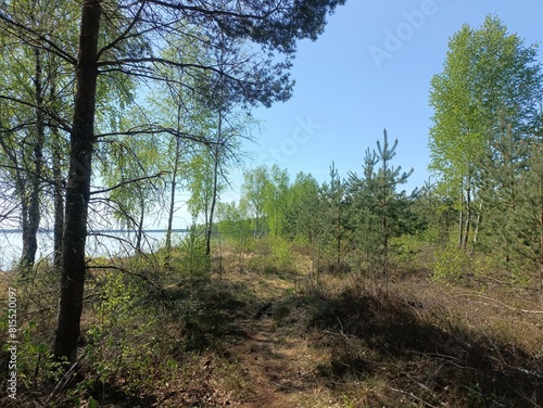 Rekyva forest and lake during sunny summer day. Pine and birch tree woodland. Wavy lake. Bushes and small trees are growing in woods. Sunny day without clouds in blue sky. Nature. Rekyvos miskas.	 photo