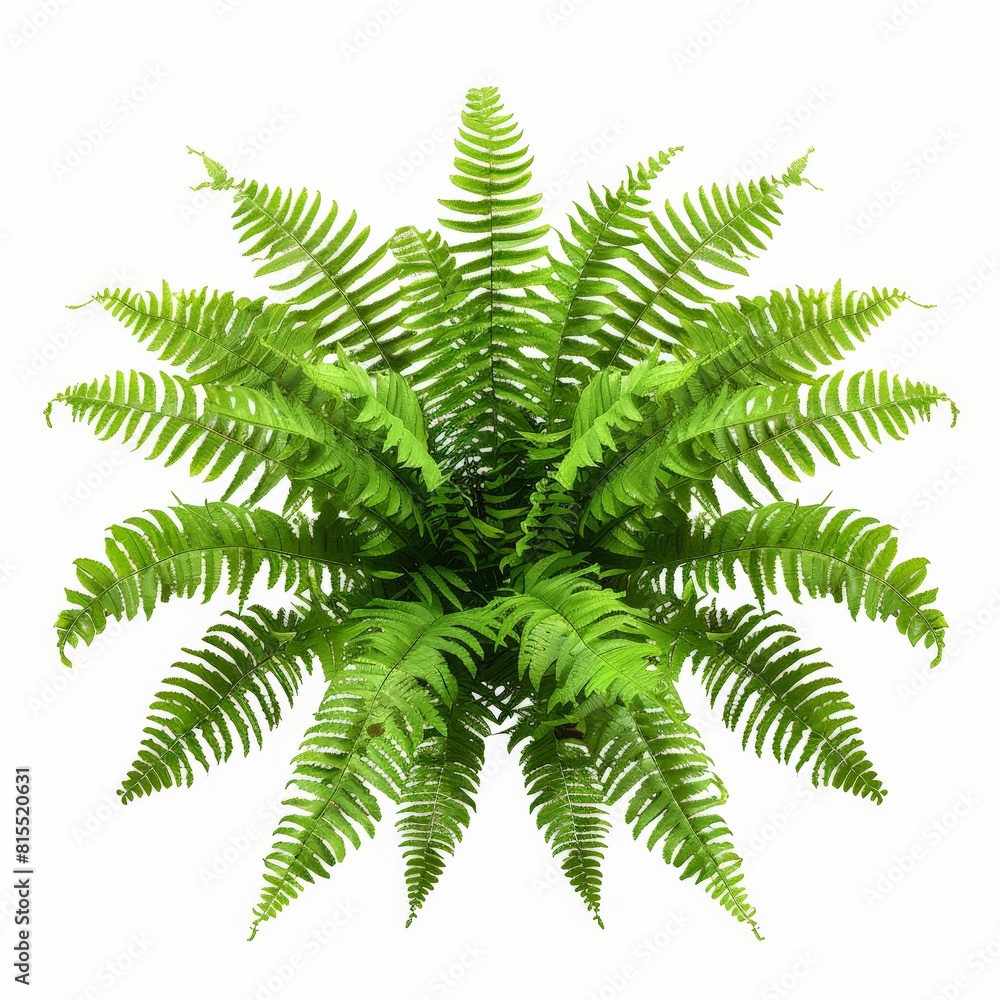 A photo of Boston Fern (Nephrolepis exaltata) , Indoor Tree , single object , Di-Cut PNG style , isolated on white background A photo of Boston Fern (Nephrolepis exaltata) , Indoor Tree , single object , Di-Cut PNG style , isolated on white background