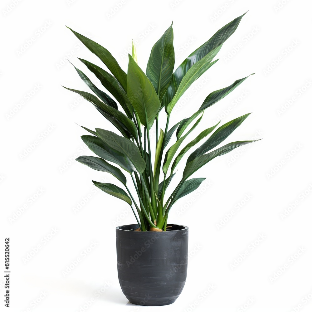 A photo of Cast Iron Plant (Aspidistra elatior) , Indoor Tree , single object , Di-Cut PNG style , isolated on white background A photo of Cast Iron Plant (Aspidistra elatior) , Indoor Tree , single object , Di-Cut PNG style , isolated on white background