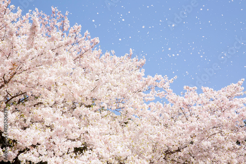 花びら舞う桜
