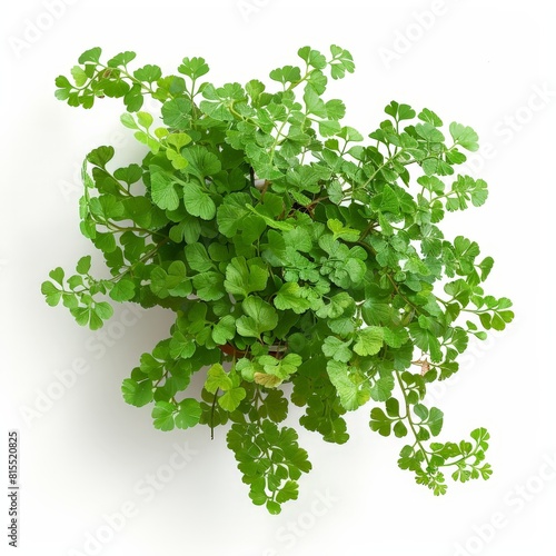 A photo of Maidenhair Fern  Adiantum    Indoor Tree   single object   Di-Cut PNG style   isolated on white background