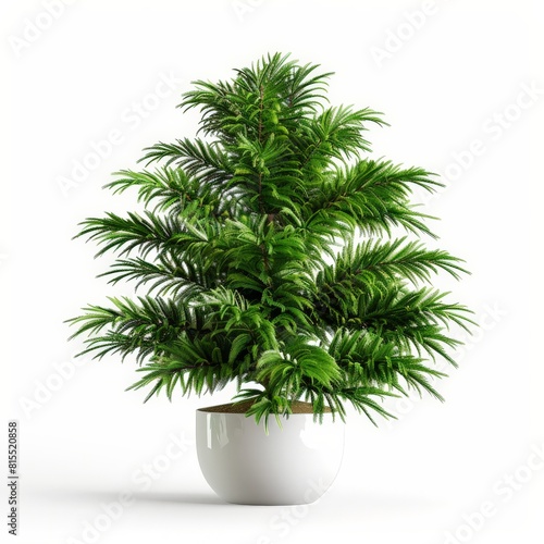 A photo of Norfolk Island Pine (Araucaria heterophylla) , Indoor Tree , single object , Di-Cut PNG style , isolated on white background