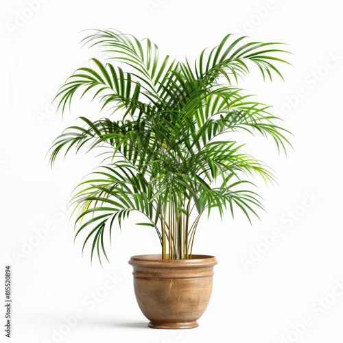 A photo of Parlor Palm (Chamaedorea elegans) , Indoor Tree , single object , Di-Cut PNG style , isolated on white background photo