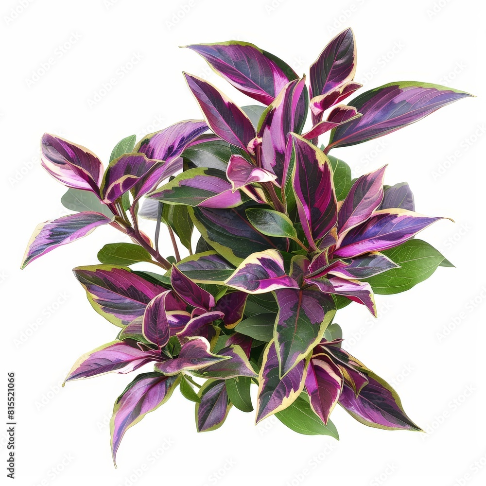 A photo of Tradescantia (Wandering Jew) , Indoor Tree , single object , Di-Cut PNG style , isolated on white background A photo of Tradescantia (Wandering Jew) , Indoor Tree , single object , Di-Cut PNG style , isolated on white background