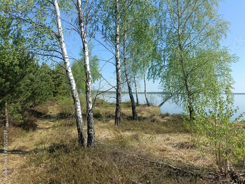 Rekyva forest and lake during sunny summer day. Pine and birch tree woodland. Wavy lake. Bushes and small trees are growing in woods. Sunny day without clouds in blue sky. Nature. Rekyvos miskas.	 photo