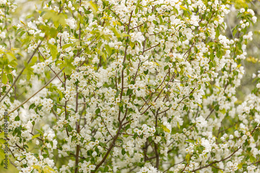 A branch with white apple flowers. Beautiful spring Flora background A branch with white apple flowers. Beautiful spring Flora background