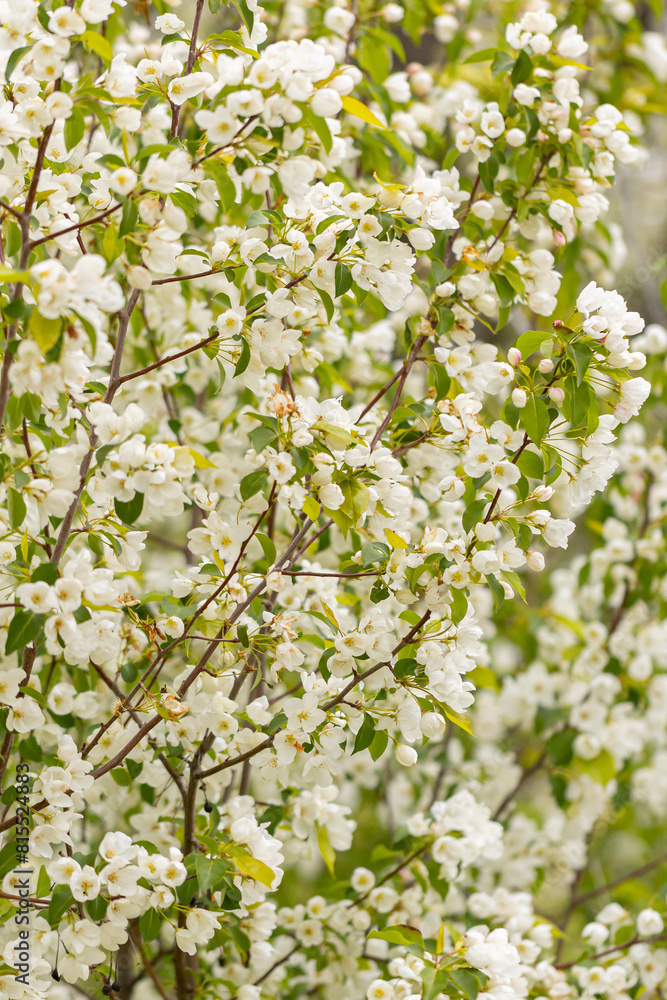 A branch with white apple flowers. Beautiful spring Flora background A branch with white apple flowers. Beautiful spring Flora background