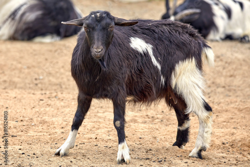 a hornless black goat with white spots