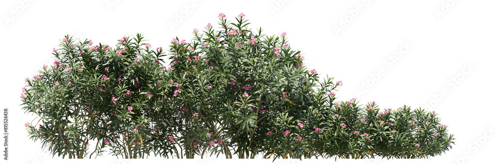Oleander isolated, bushes shrub and small plants isolated
Oleander isolated, bushes shrub and small plants isolated