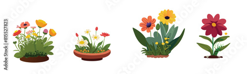tulips in pots