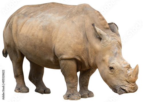 White Rhino isolated on transparent background