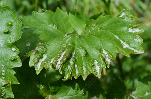  Close up on grapes anthracnose and mildew disease symptoms. Anthracnose fungus disease on grape vine leaves. photo