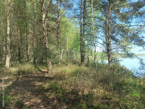 Rekyva forest and lake during sunny summer day. Pine and birch tree woodland. Wavy lake. Bushes and small trees are growing in woods. Sunny day without clouds in blue sky. Nature. Rekyvos miskas.	 photo