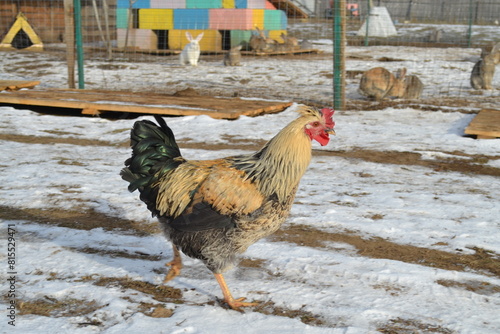 Chicken on a country farm