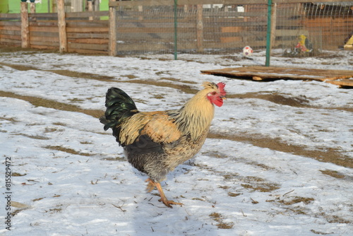 Chicken on a country farm