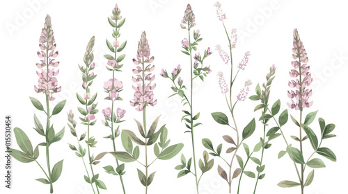 Melilot or sweet clover flowers or inflorescences photo