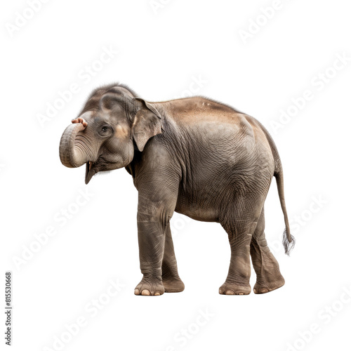 A baby elephant is standing on a white background