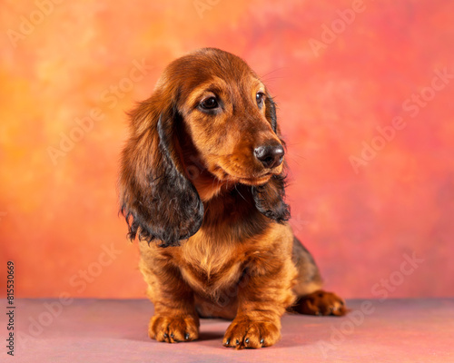 Longhaired red standard dachshund puppy sitting on a red background and looking to the side
