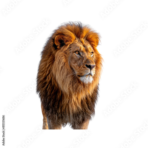 A lion with a long mane stands in front of a white background