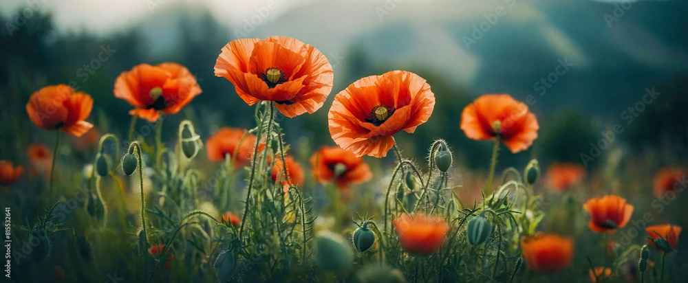 Obraz premium Poppy flowers on blurred nature mountain and hill background, banner for website 